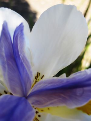 African Iris Abstract I.jpg